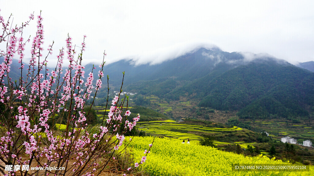 春日山间烂漫花海景色