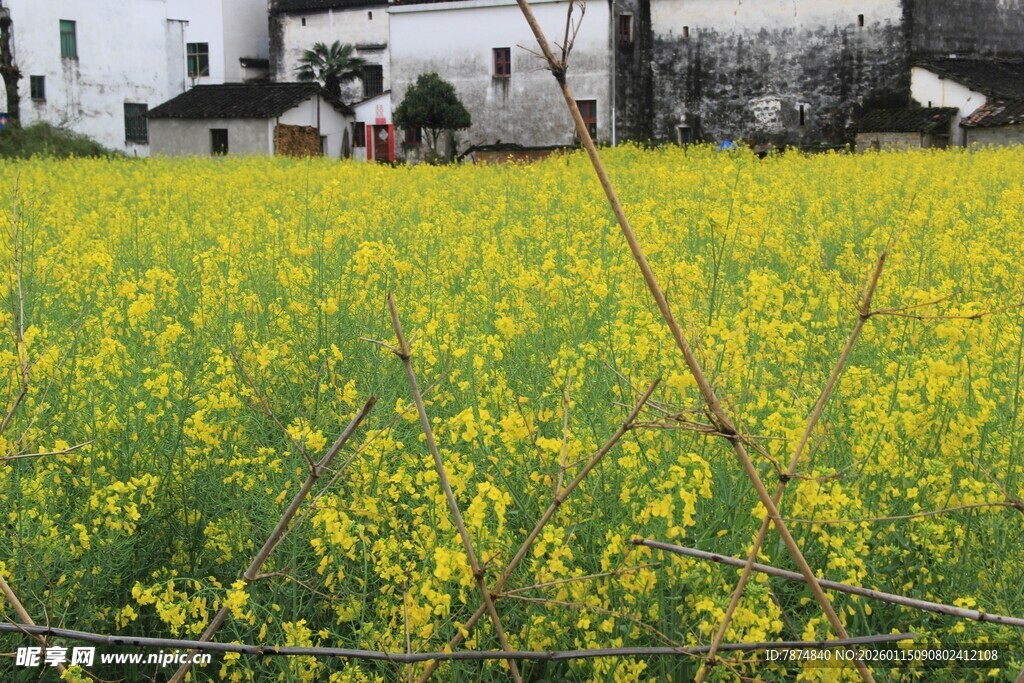 春日油菜花海与远处房屋