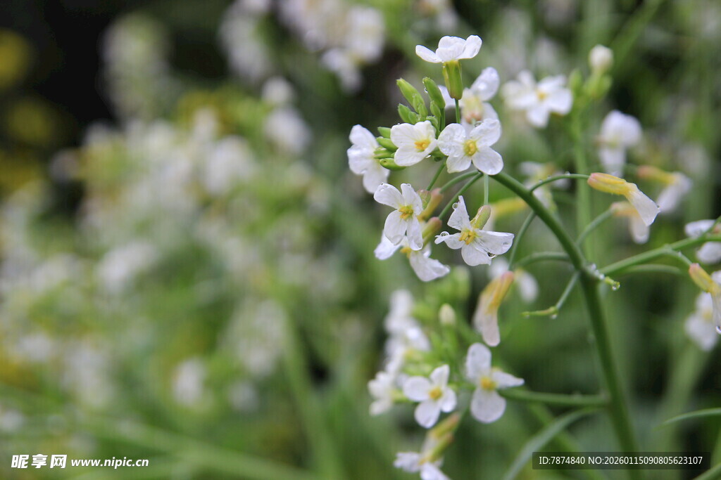 清新白色小花绽放