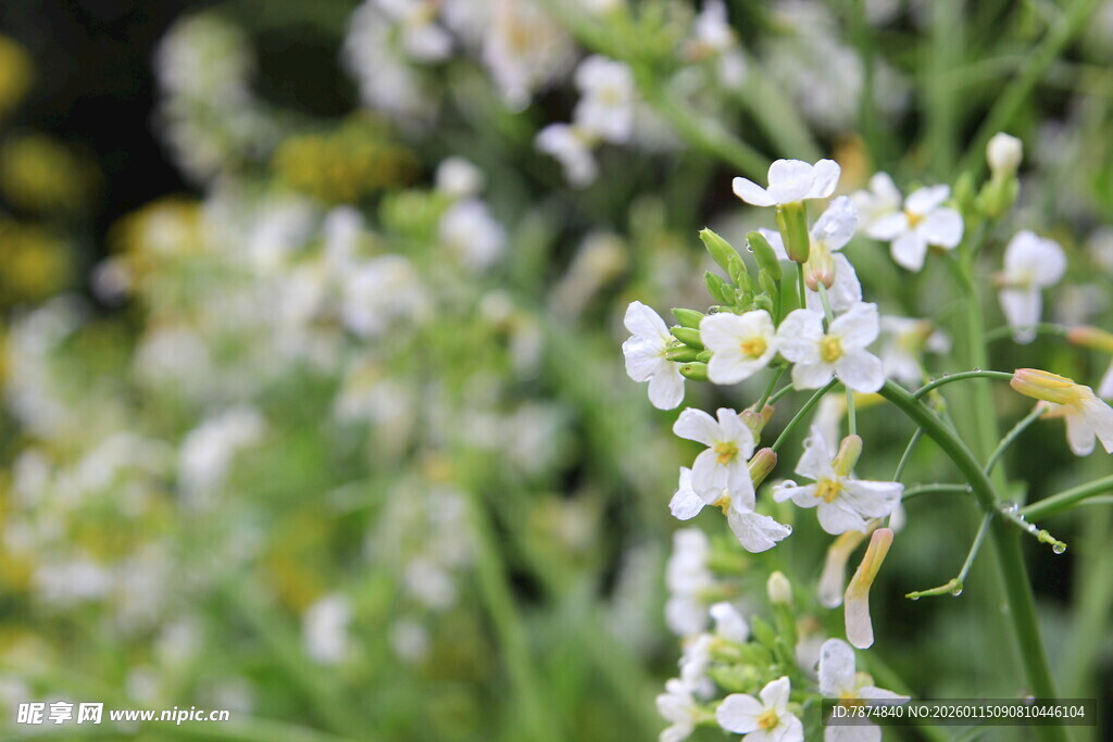 清新小白花绽放绿意间