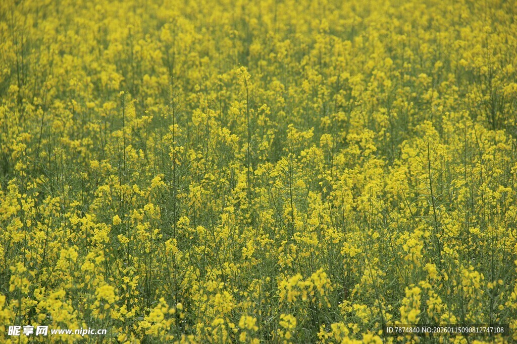 金黄油菜花田美景