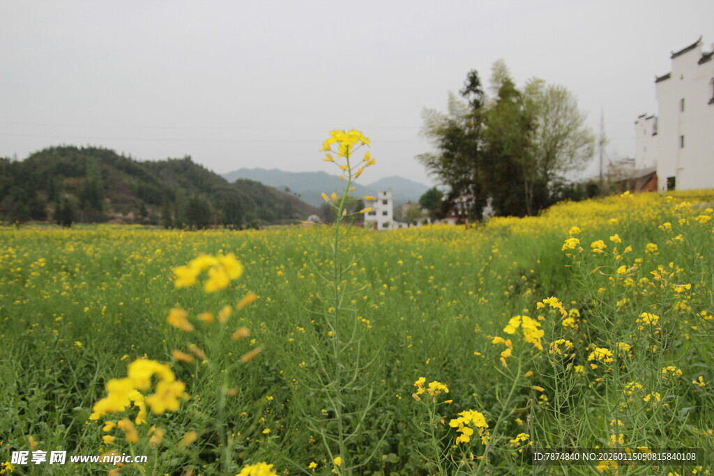 春日油菜花海田园风光