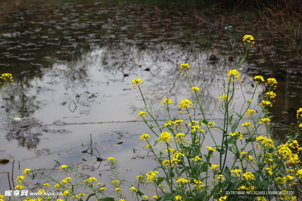 溪边绽放的黄色小花