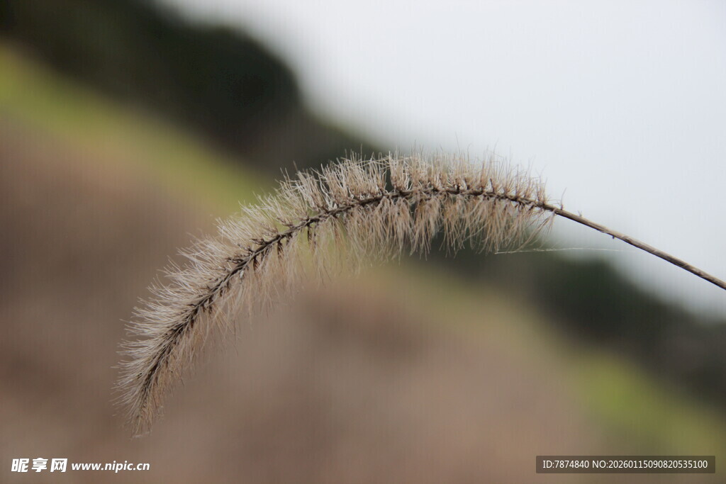 弯曲的狗尾巴草特写