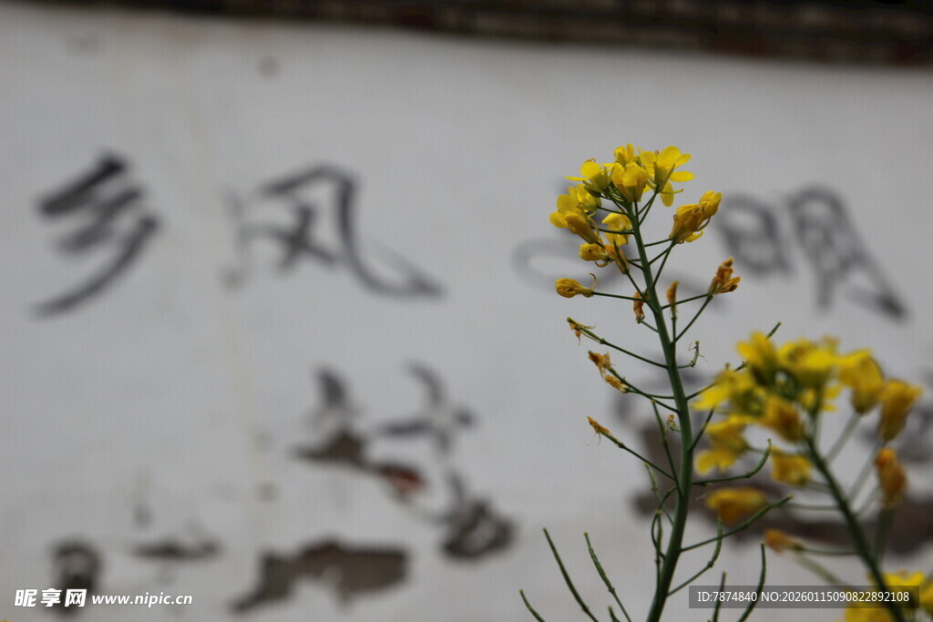 墙边绽放的黄色小花