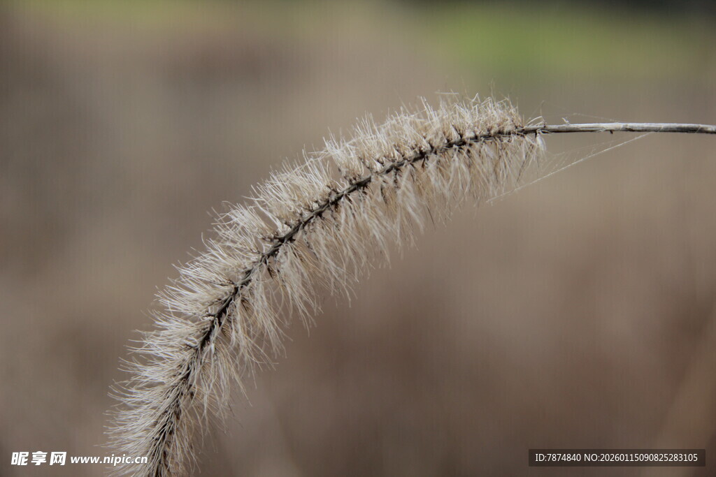 狗尾巴草特写