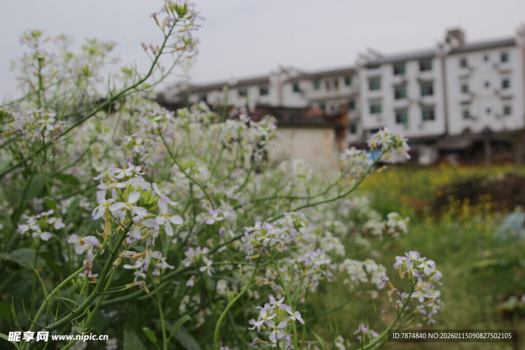 田野间绽放的白色小花