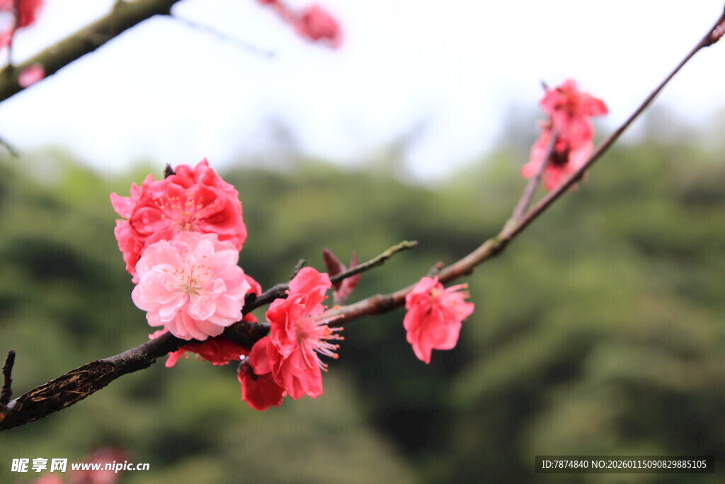 枝头绽放的娇艳粉色花朵