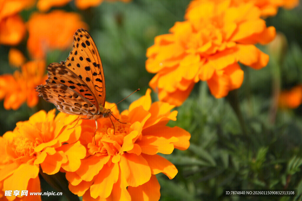 蝴蝶停驻在鲜艳万寿菊上