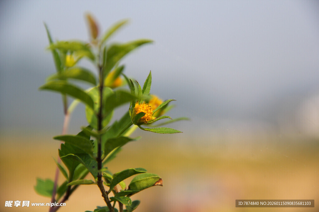枝头小黄花 绿意盎然