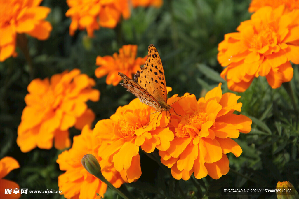 蝴蝶停驻在橙色万寿菊上