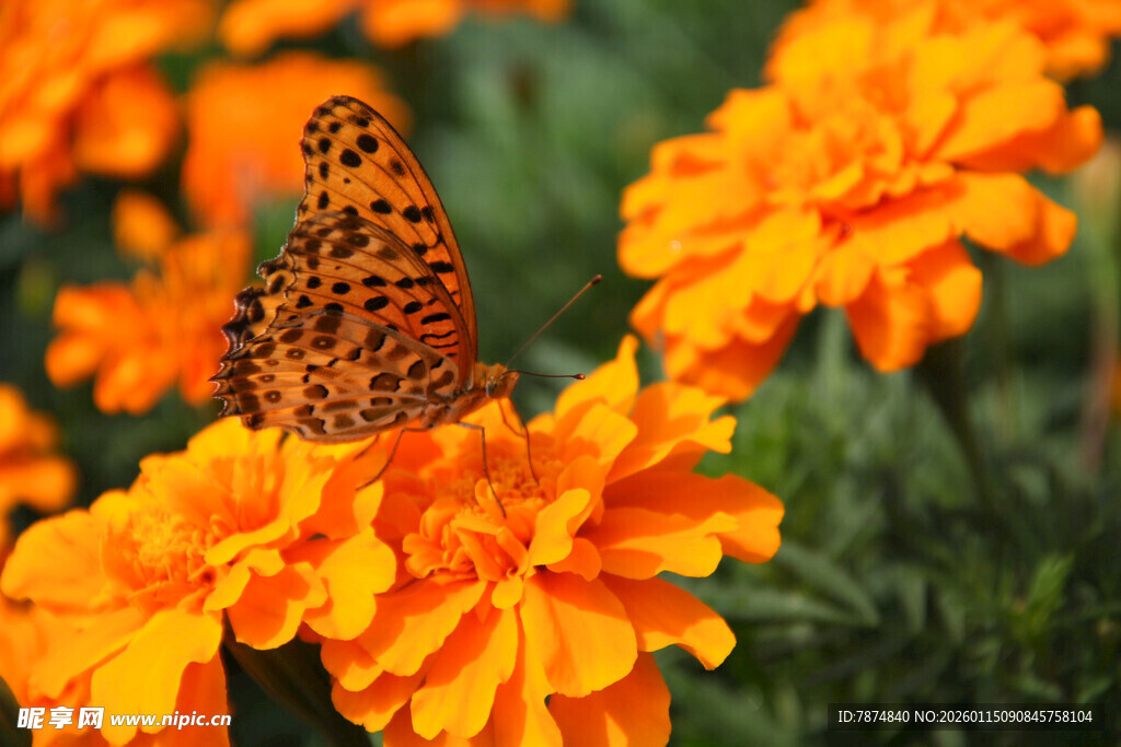 蝴蝶停驻在鲜艳万寿菊上