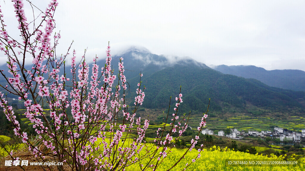 春日山野烂漫花海景色