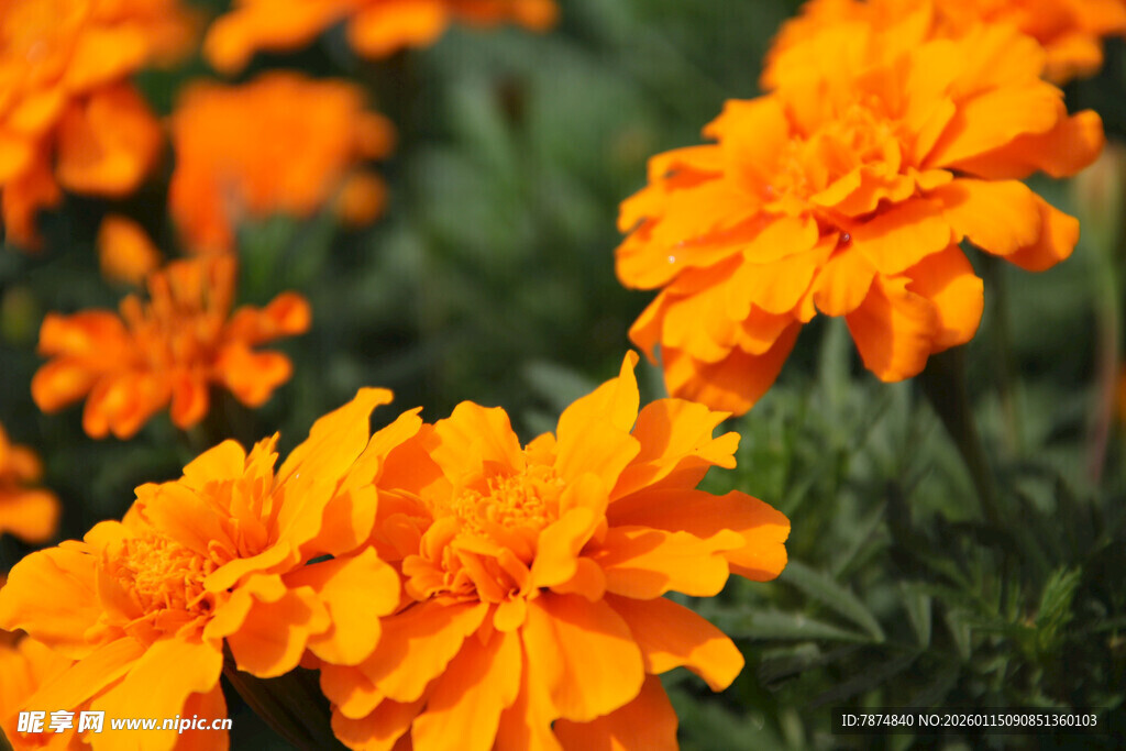 鲜艳橙色万寿菊绽放