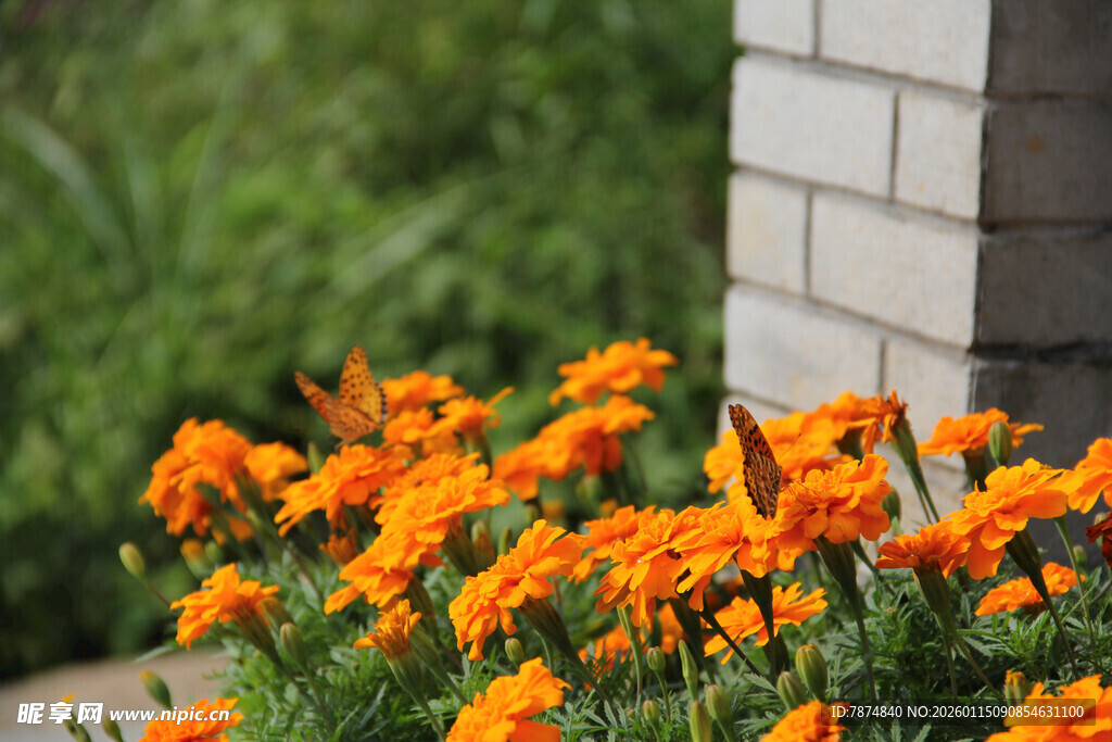 墙边绽放的橙色万寿菊