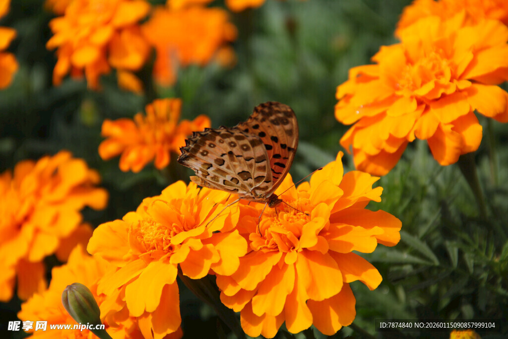 蝴蝶停驻在橙色万寿菊上