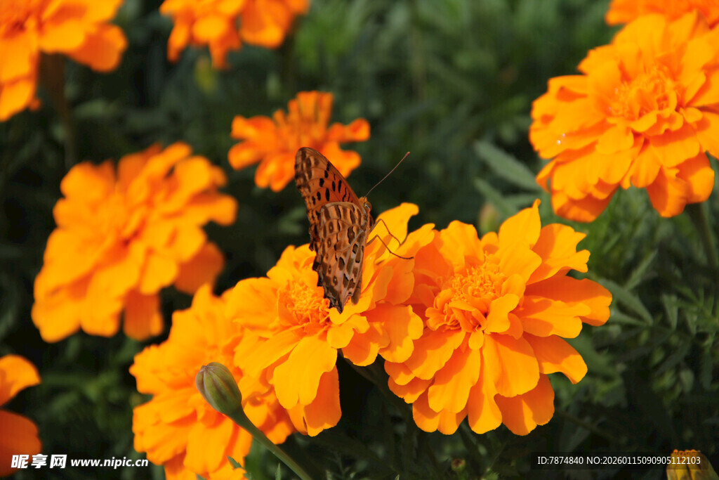 鲜艳橙色万寿菊绽放