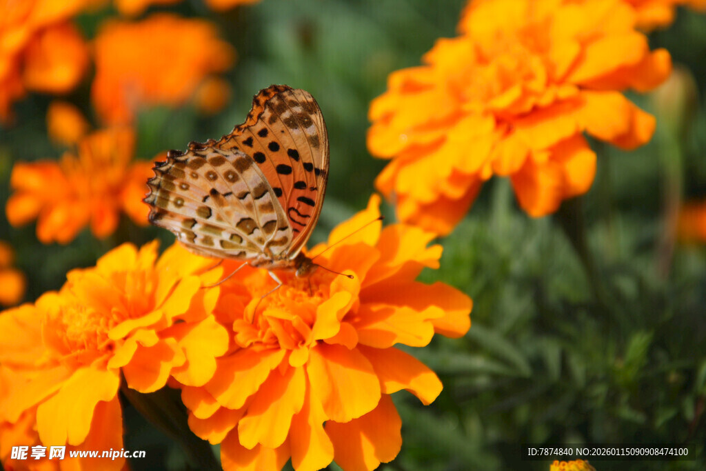 蝴蝶停驻在艳丽万寿菊上