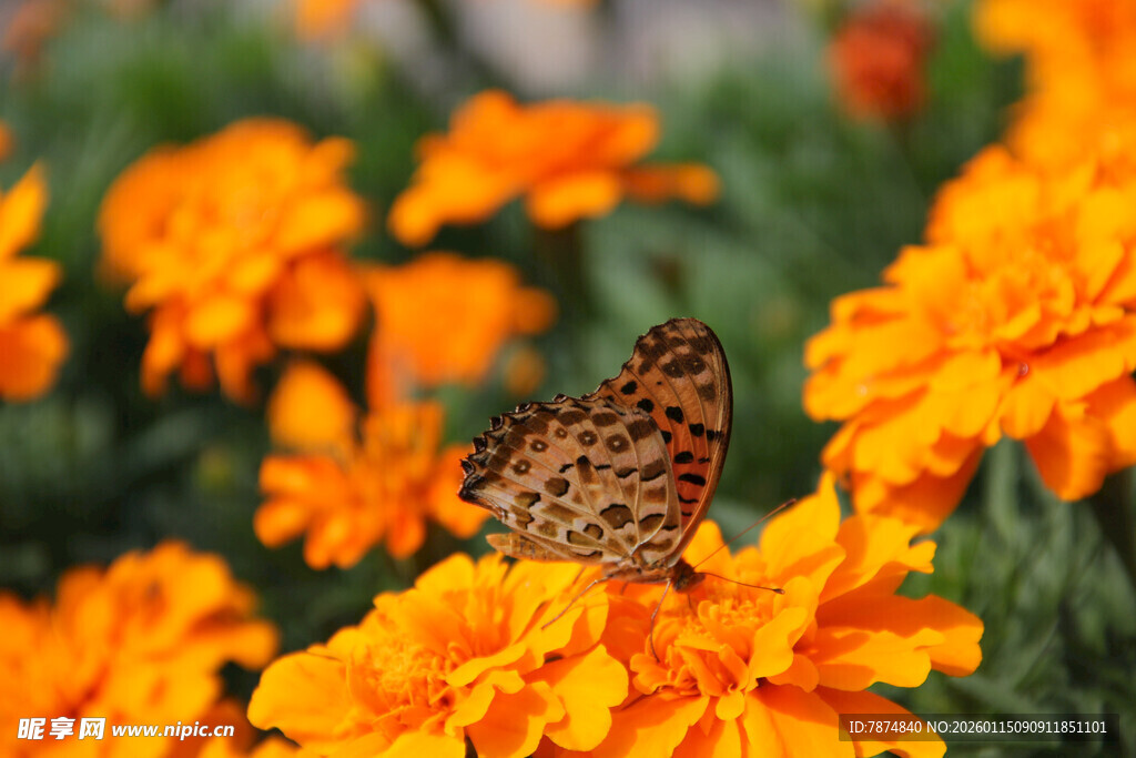 蝴蝶栖于橙色万寿菊上