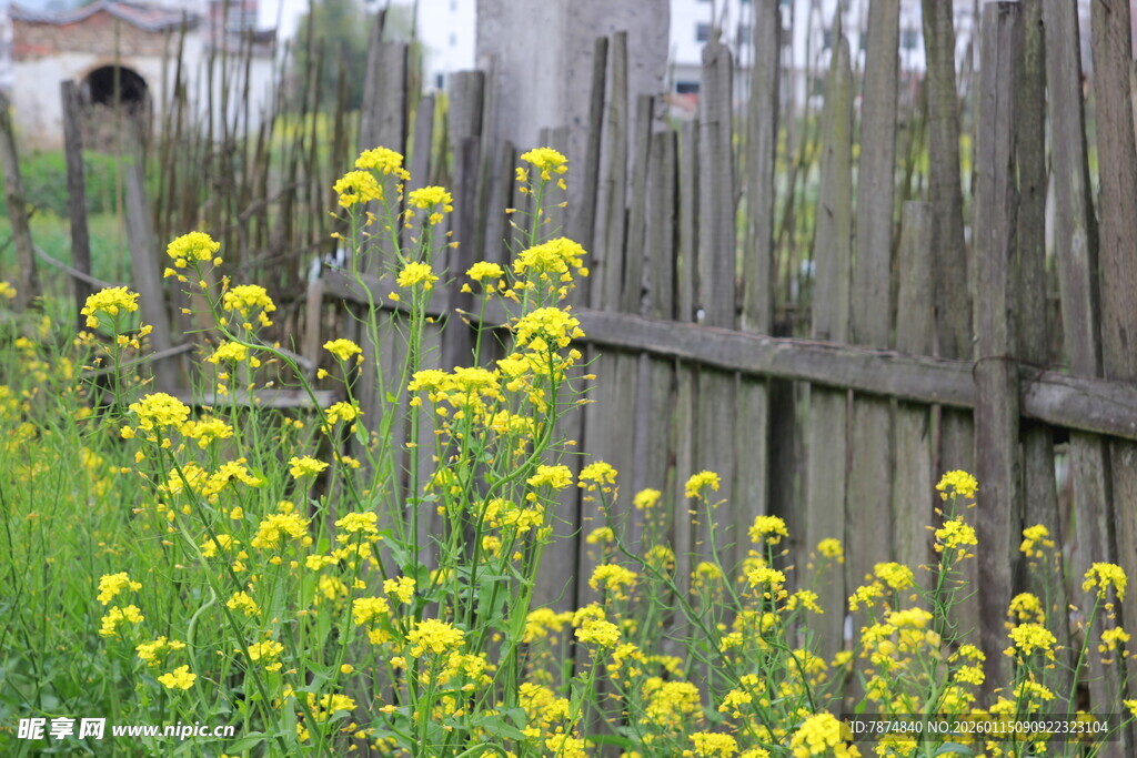 木栅栏旁绽放的黄色小花