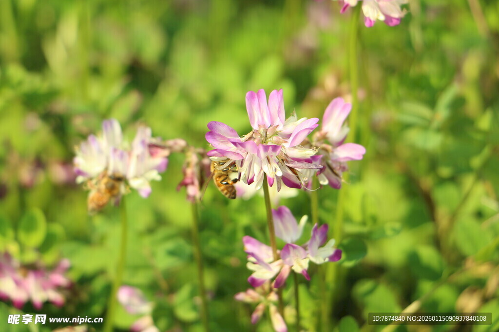 田野中的粉色小花