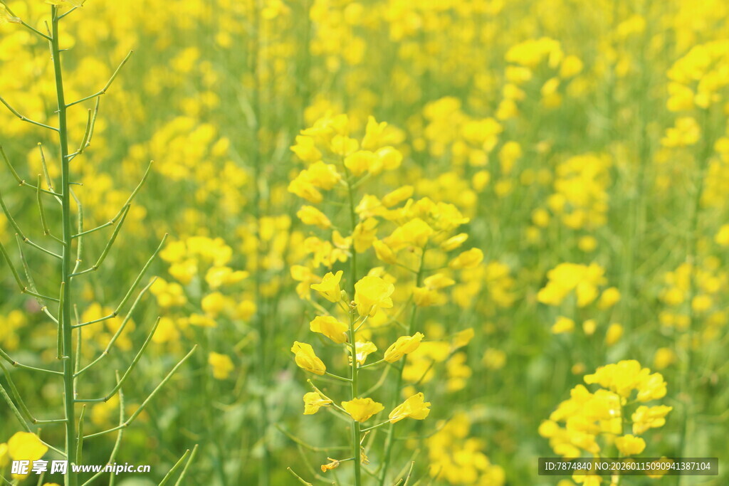 金黄油菜花田美景