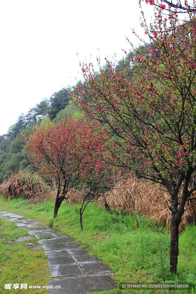 雨中蜿蜒小径旁的多彩树木