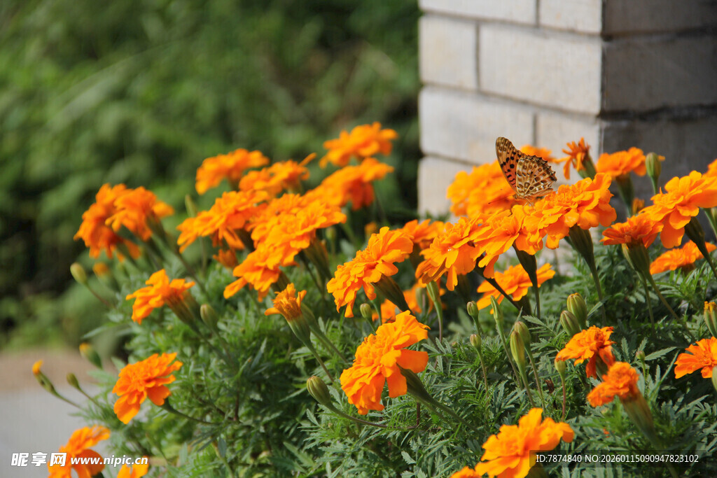 橙色万寿菊绽放于墙边