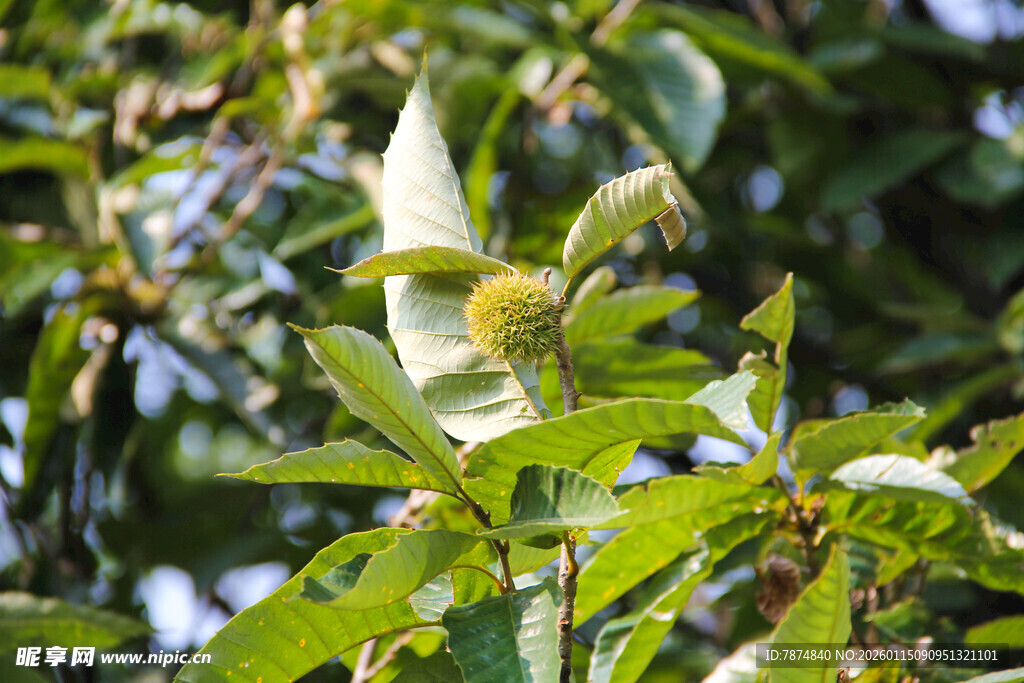 绿叶间的清新景致