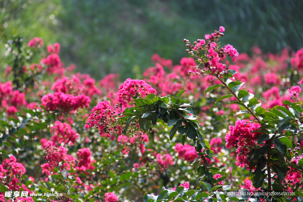 艳丽玫红花朵绽放
