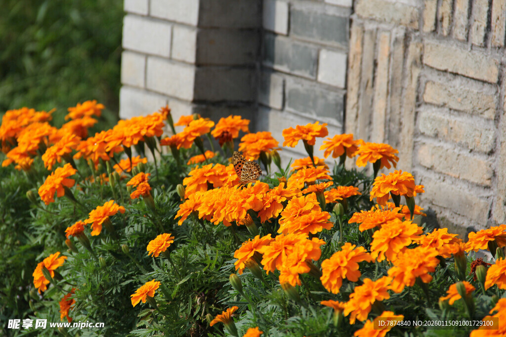 墙边盛放的橙色万寿菊