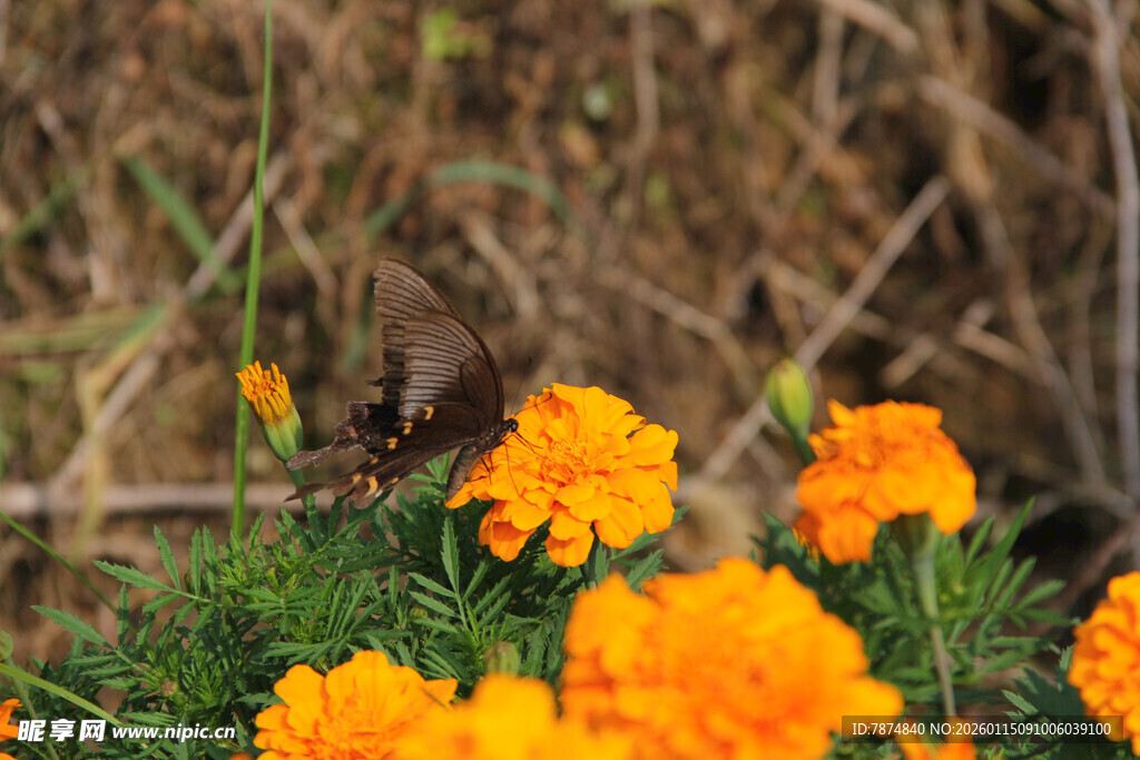 橙色万寿菊绽放于草丛