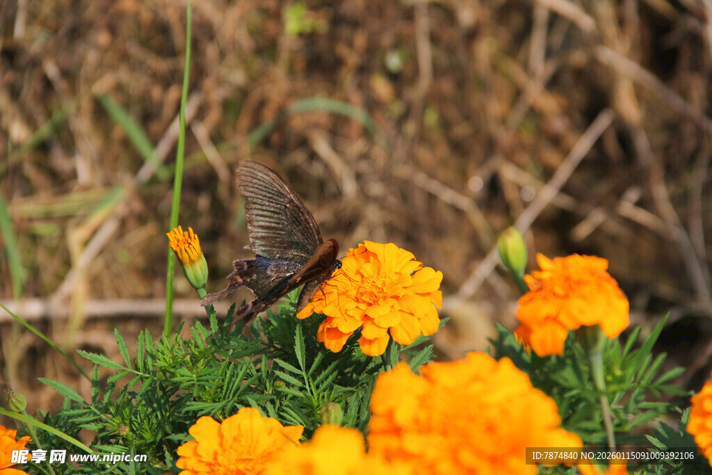 蝴蝶停驻在鲜艳万寿菊上