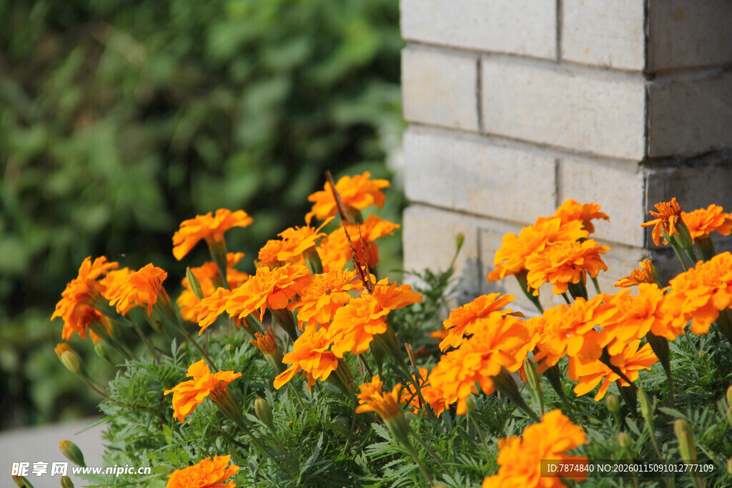 墙边绽放的橙色美丽花卉
