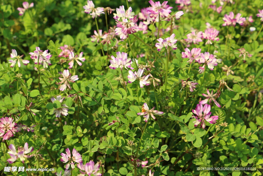 粉色繁花点缀翠绿枝叶