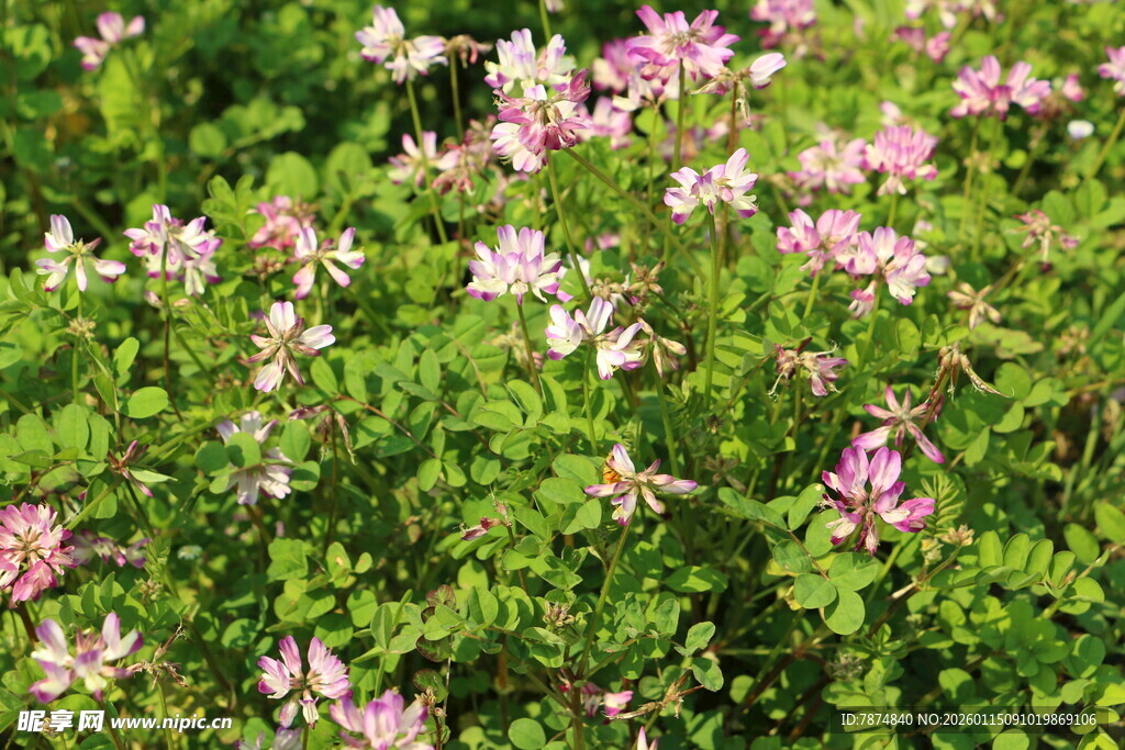 粉色小花绽放于绿叶间