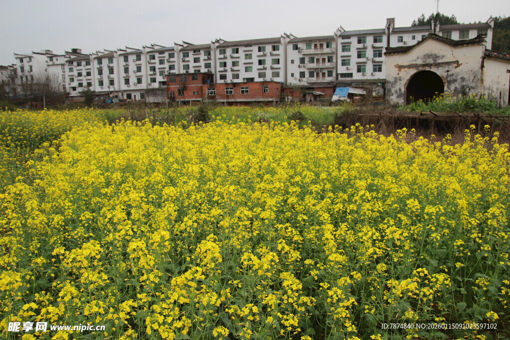 田野油菜花与远处建筑