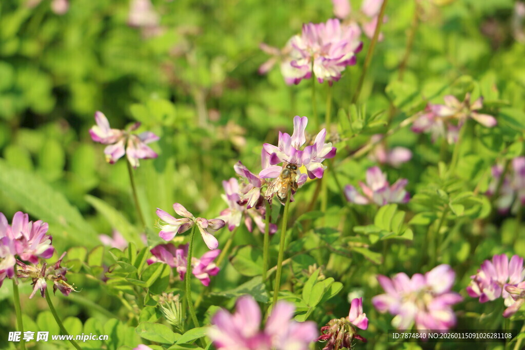 粉色小花绽放于绿意间