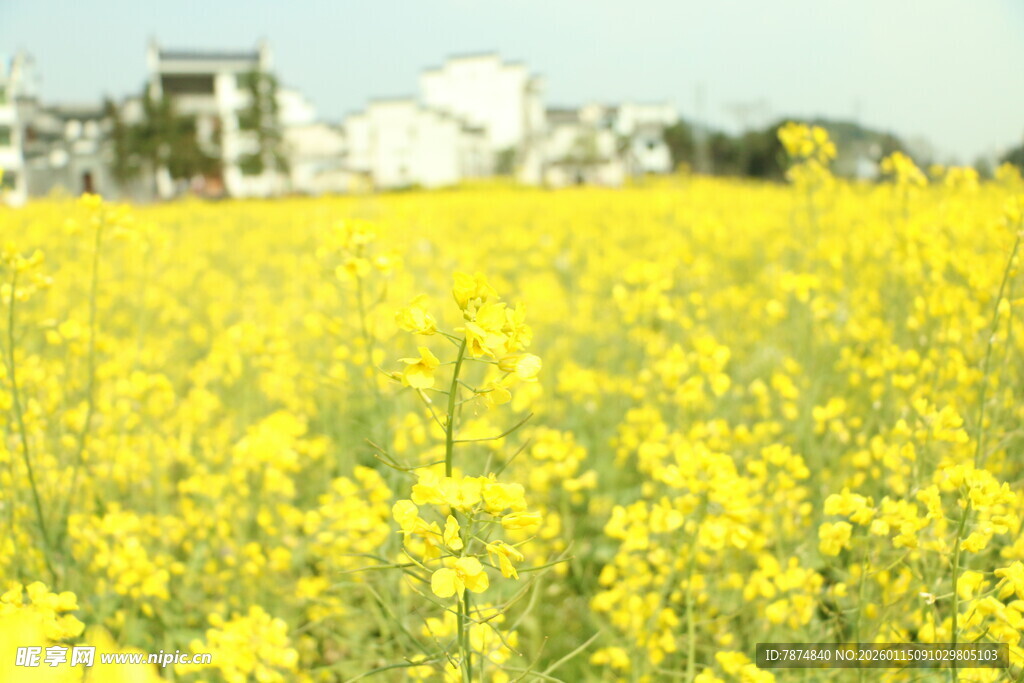 金黄油菜花海 田园美景