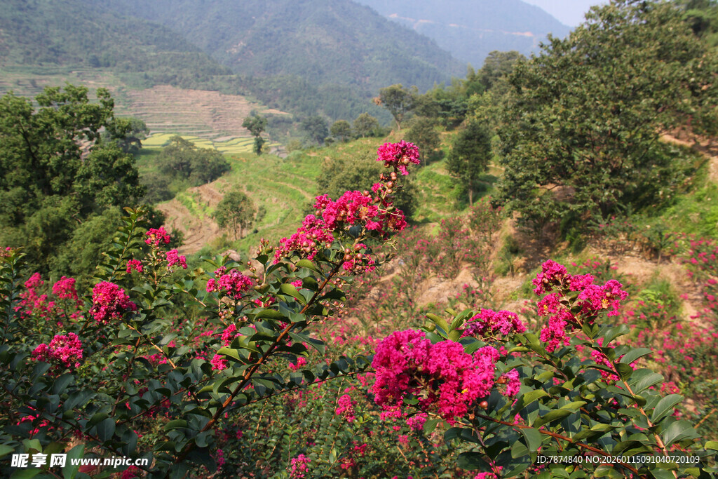 山间绽放的艳丽三角梅