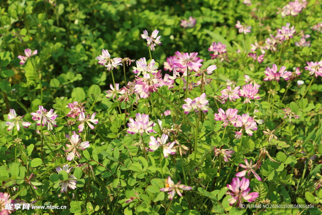 粉色野花盛开的翠绿草地