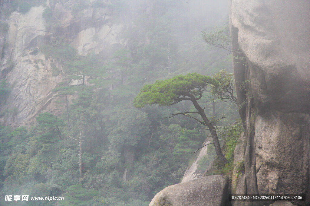 峭壁青松 山间雾霭景致