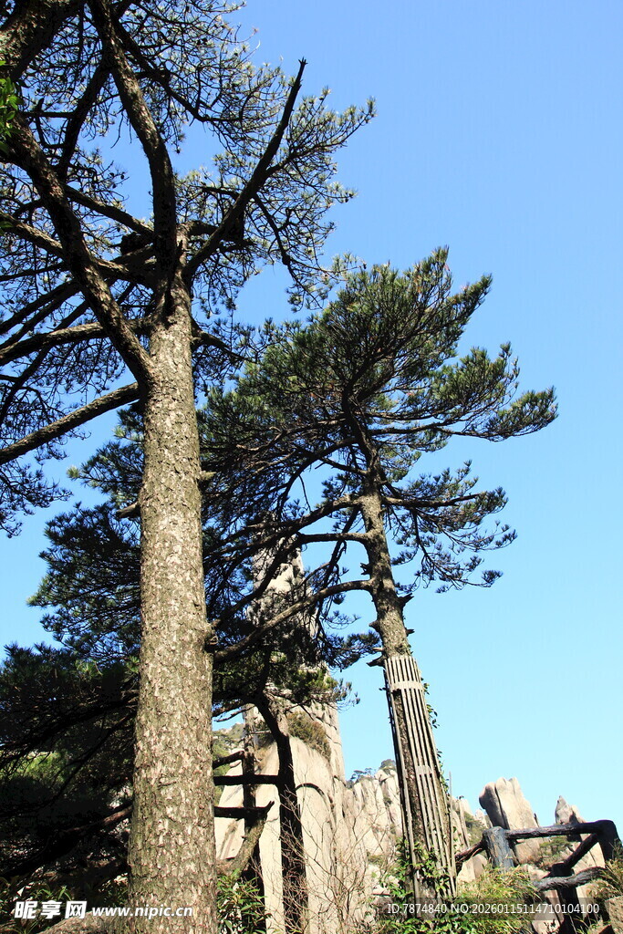 山间挺拔松树与古朴围栏