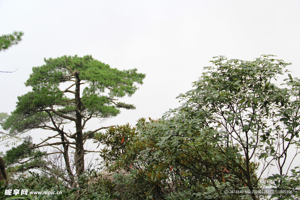 山林中的挺拔松树