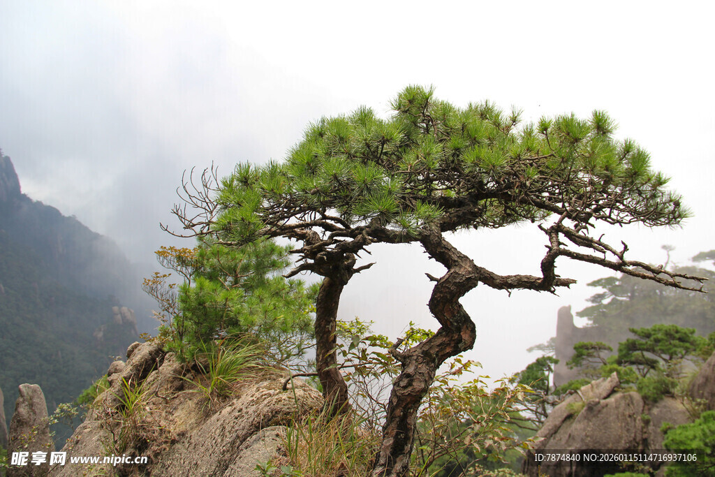 悬崖孤松 尽显坚韧风姿