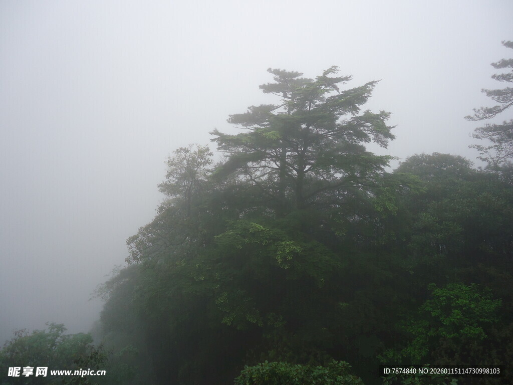 雾中葱郁山林景象