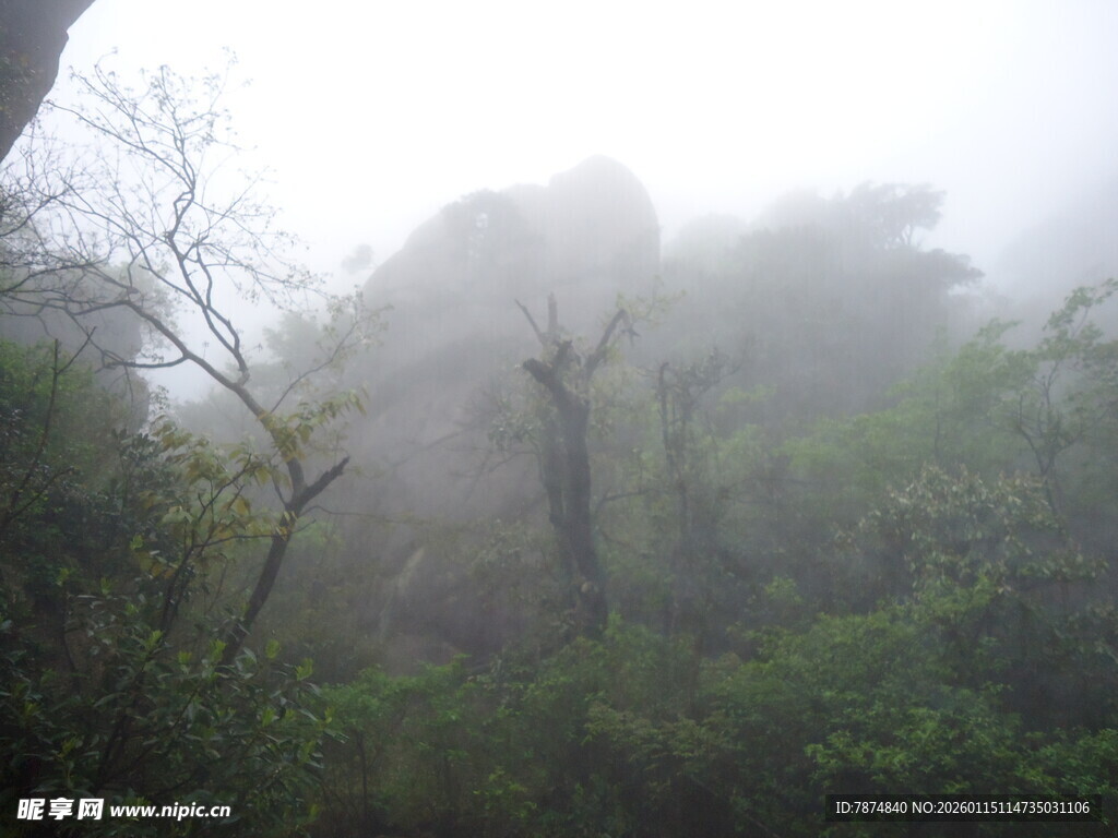 雾中葱郁山林景观