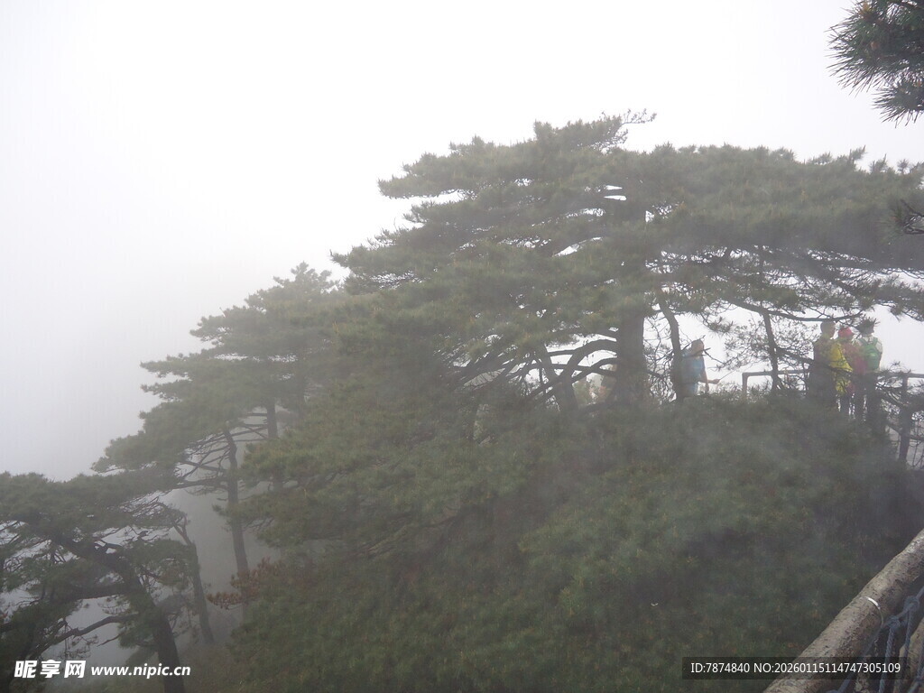 云雾中的山林松树景观