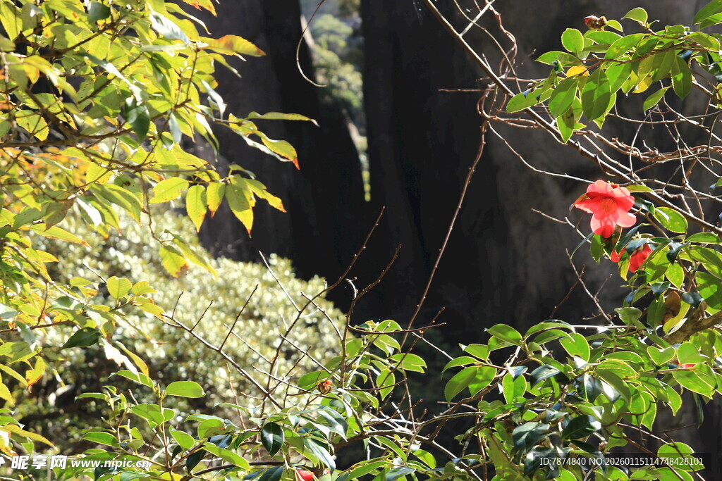 森林中绽放的艳丽红花