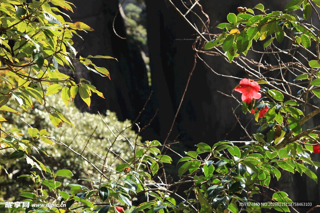 山林间绽放的艳丽红花